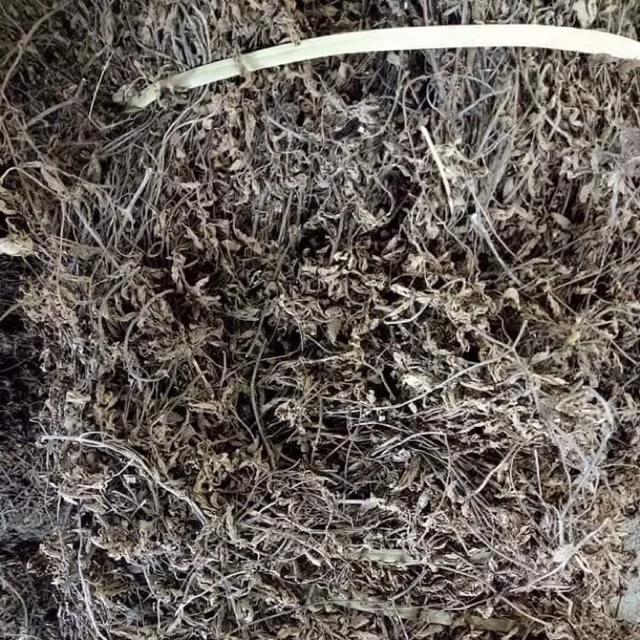 Sales price of raw dried mesona chinensis / jelly grass/ Chin Chou p