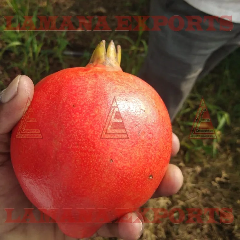 
Fresh Pomegranate Fruit India Export for Thailand Malaysia Singapore Vietnam 