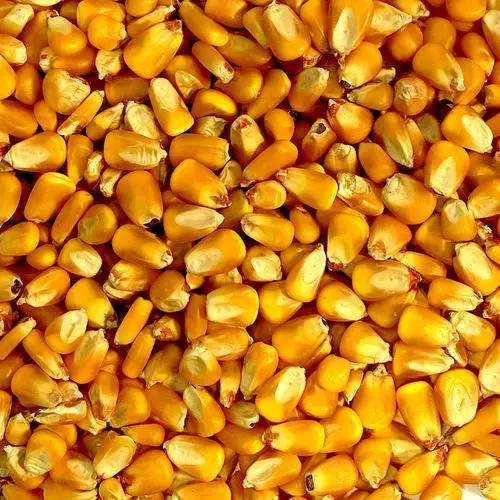 Желтая и белая кукуруза для продажи