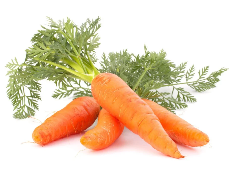 Best grade high quality carrot seed essential oilfor antiseptic use from India