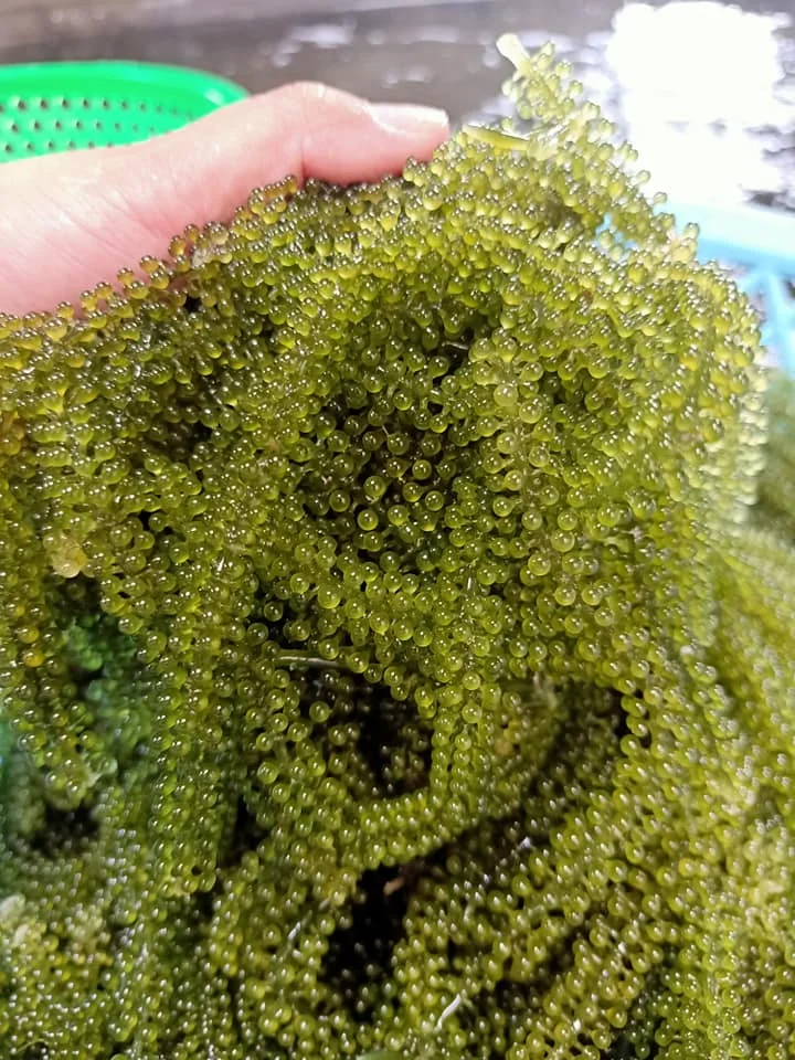  Дегидратированный морской виноград органический деликатесные суши продукт для здоровья морские водоросли MS ANNA + 84902804571