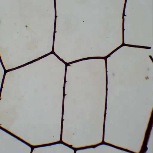 Zoology Microscope Slides Prepared for Educational Prepared Slides 100pcs High Quality Slides Box