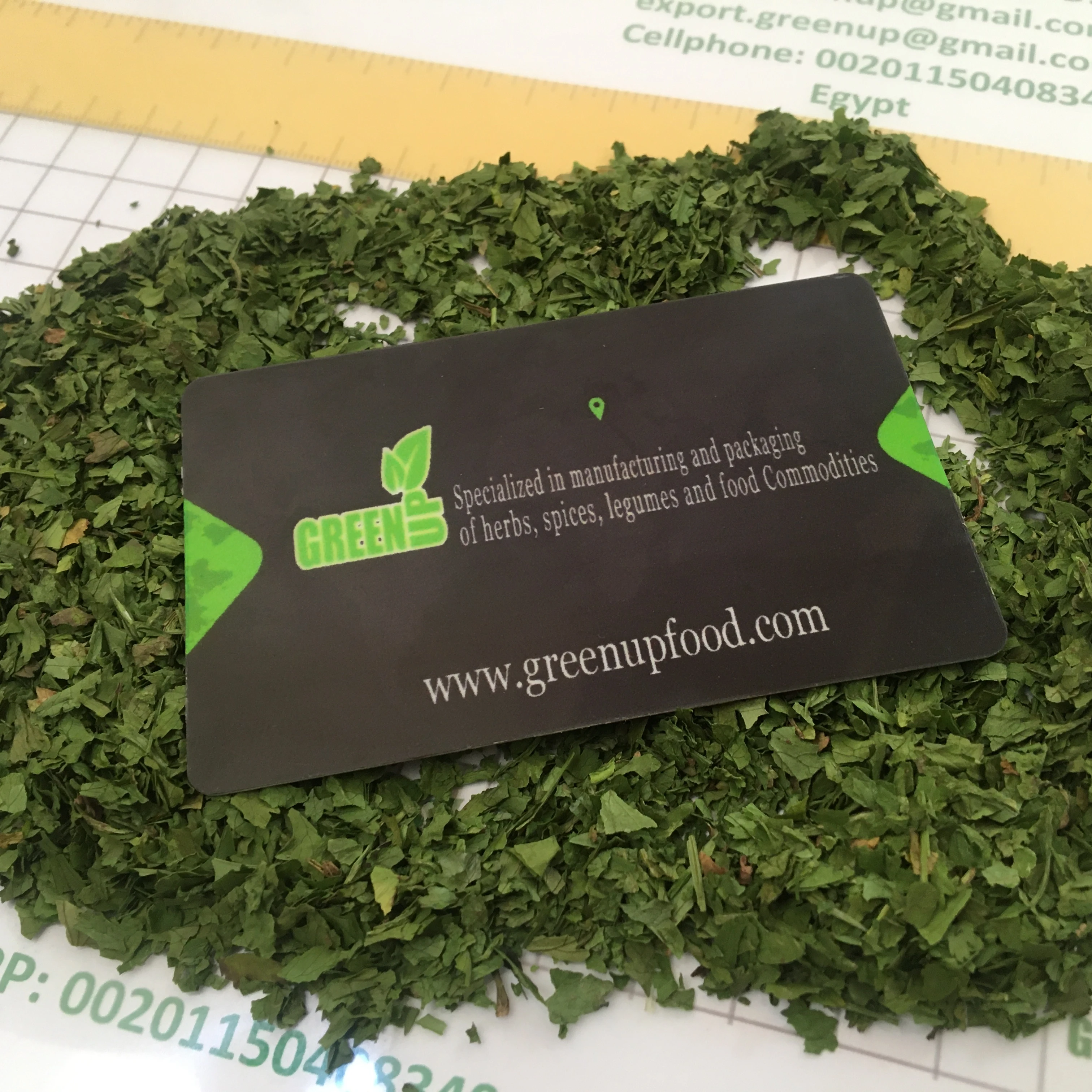 cilantro  leaves green color no ash content no admixture no black leaves  no impurities  Coriandrum   fresh crops coriander