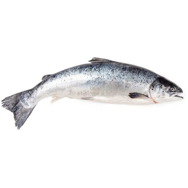 Frozen Whole Round Atlantic Salmon (Salmo salar) from Norway for sale with competitive prices