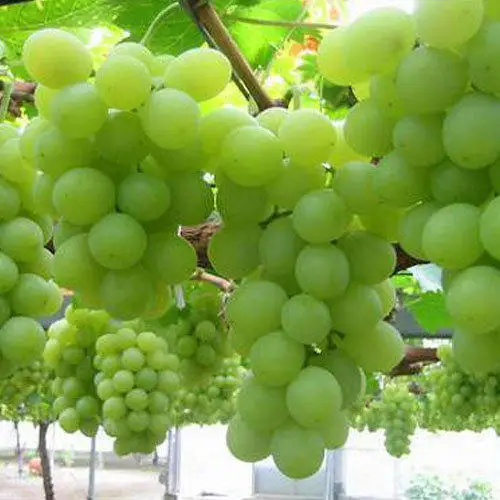 
Fresh Sweet grapes 