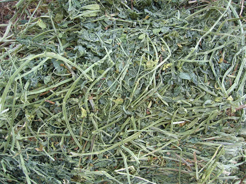 
Canada Organic Alfalfa Hay/Alfalfa Hay Bale for Animal Feed 