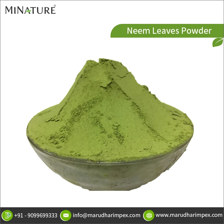 Массовое количество производитель 100% чистого и натурального порошка листьев массы хорошего качества из