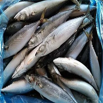 Frozen Pacific Mackerel Fish Size 500G In Prices For Sale Pcs