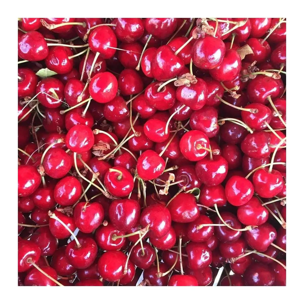 Свежие фрукты, сладкая Вишня на экспорт