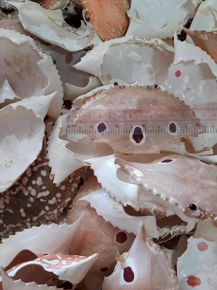 Dried Crab Shell from UK with Best Price