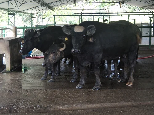 Nili-Ravi cows oxes bulls livestock cattle