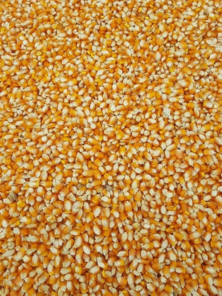  Сушеная кукуруза