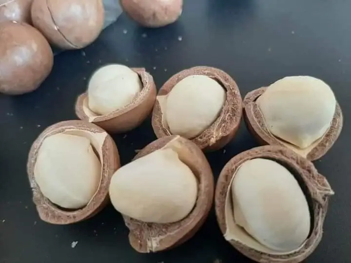  Органические сушеные орехи макадамии ракушки треснутые в пакете на молнии из Вьетнама