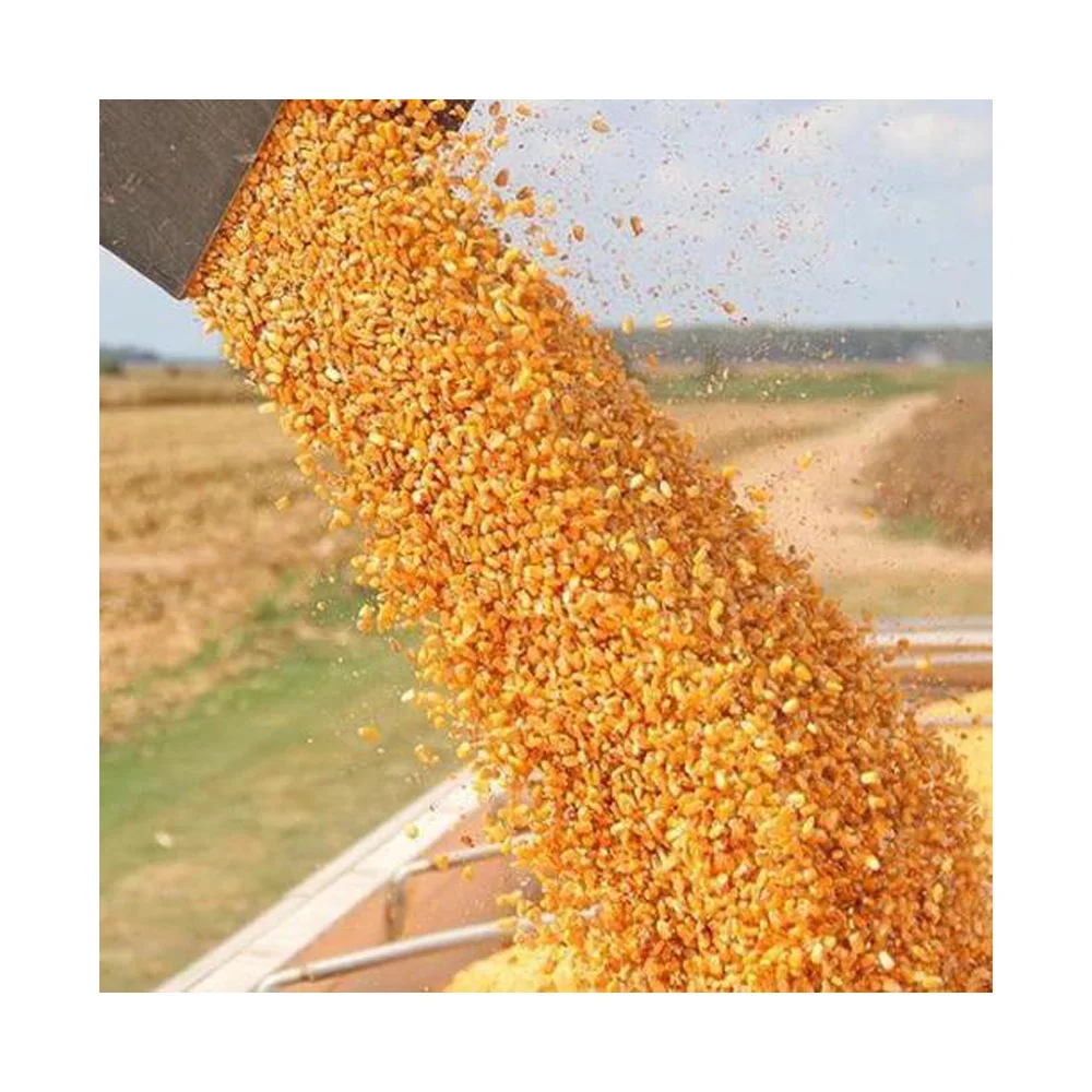 Dried Grade 2 Yellow Maize/Corn, Non-GMO, Fit for Human Consumption and Animal Feed, Origin