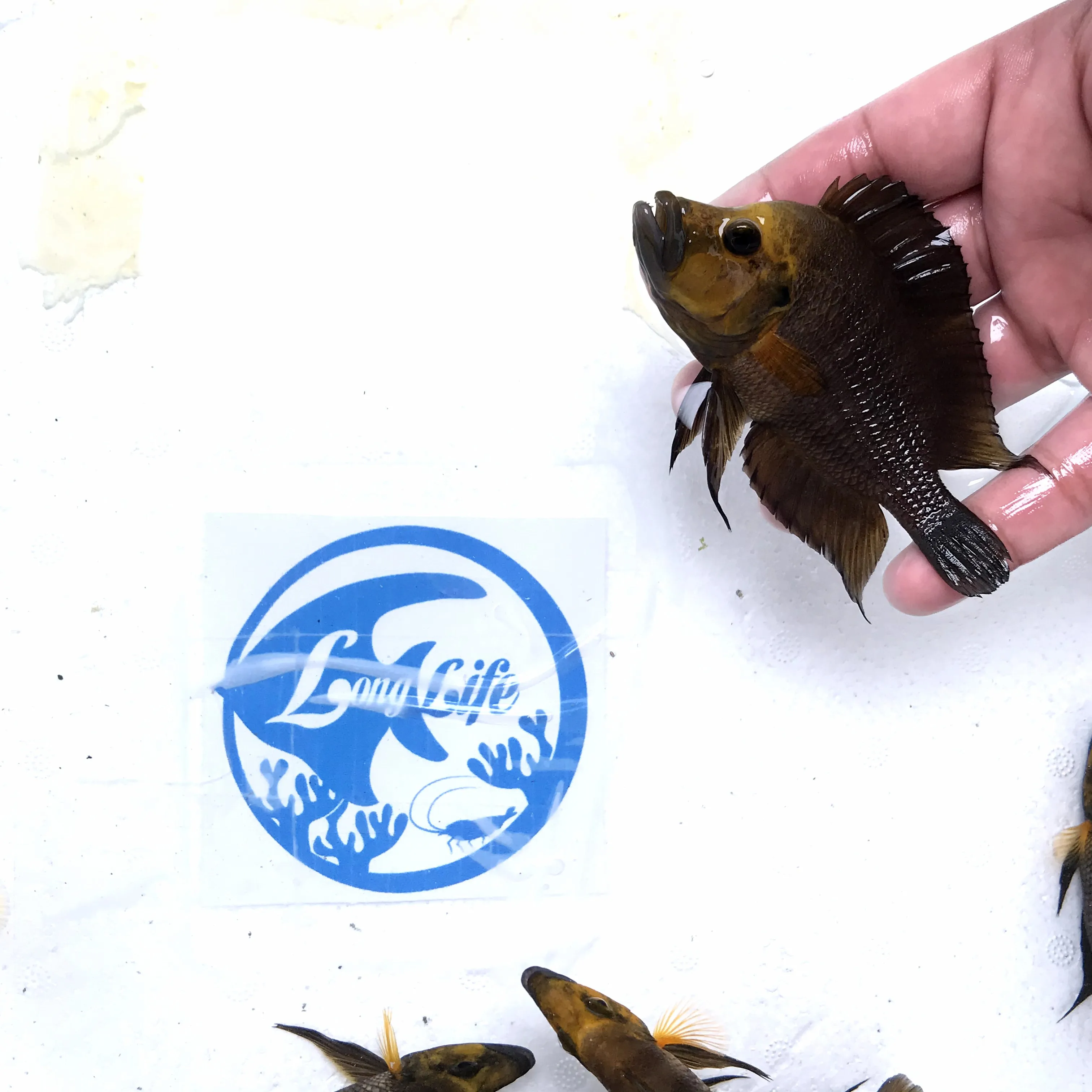 
Farm bred Altolamprologus compressiceps gold head African Tangnyika Cichlids For sale 