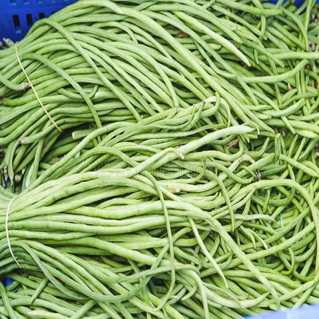 Green Beans - Taste Great , long green beans exports more
