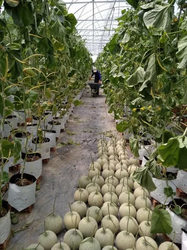 
Wholesale Fresh Cantaloupe for sale ready to export from Vietnam, melon fruit 