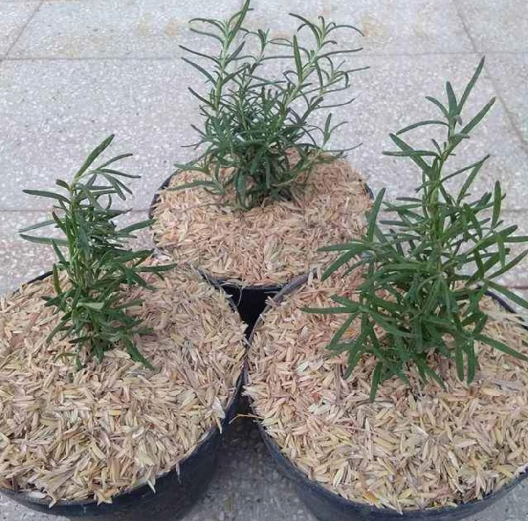  Высококачественные недорогие сельскохозяйственные отходы желтого необработанного риса для выращивания растений из малайзии