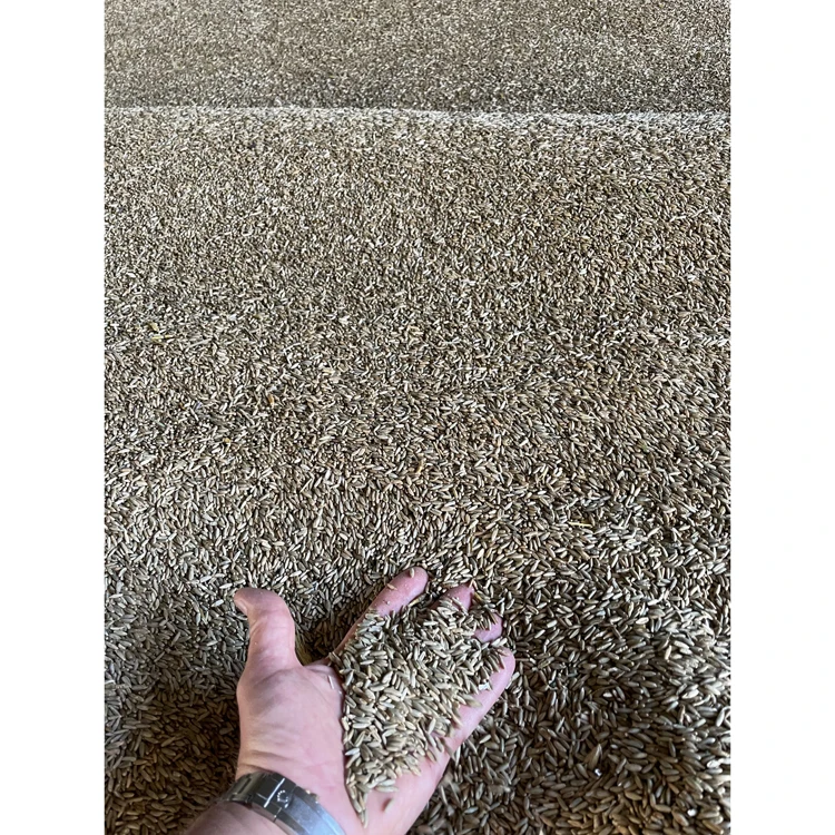 100% натуральное зерно пшеницы органического качества для продажи сельскохозяйственное производство