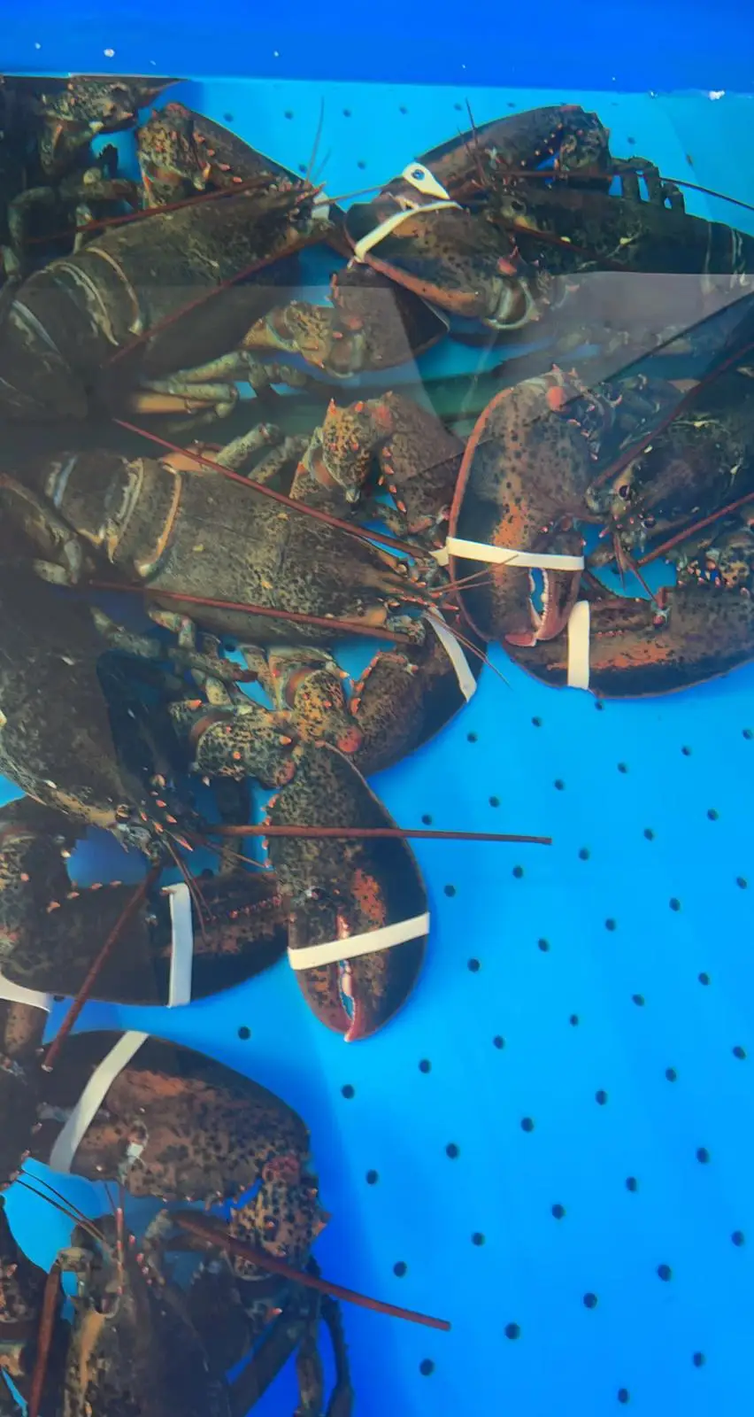 Seafood Live Canadian Frozen Lobsters (Frozen