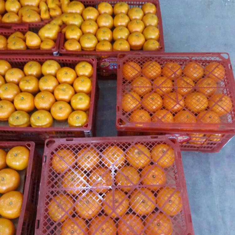 fresh oranges sweet orange mandarin