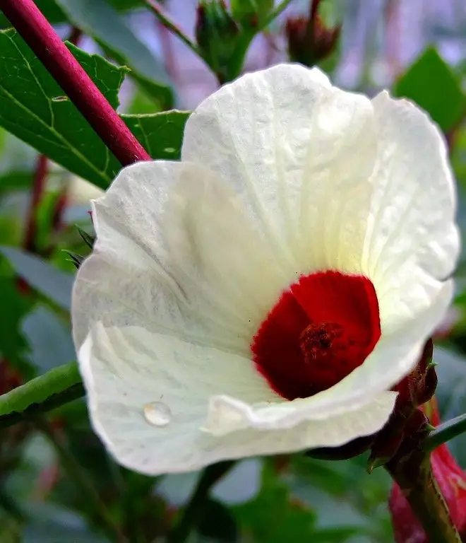 
DRIED HIBISCUS FLOWER DRIED HIBISCUS FLOWER TEA BAG CUT 