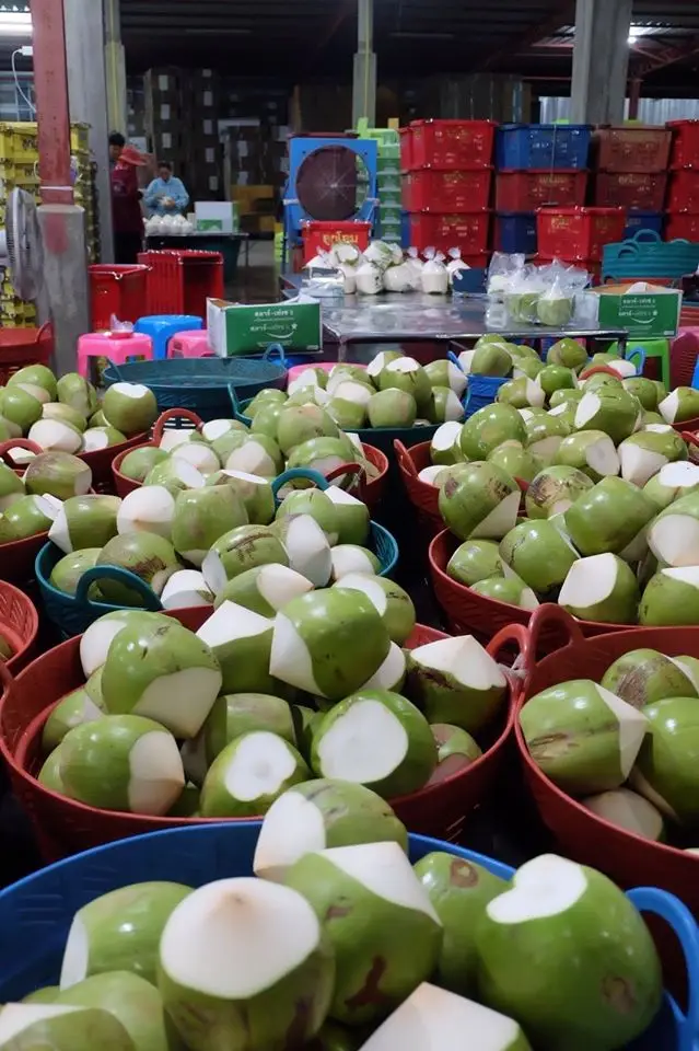 Fresh Coconut Cut Cones Shape/ Coconut Tender/ Green Young Coconut From Vietnam (+84 869 734 186)
