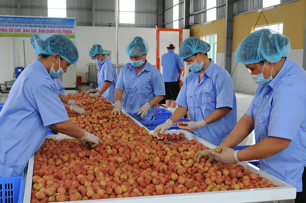  Оптовая продажа Натуральный Сладкий органический личи со сладким вкусом из Вьетнама