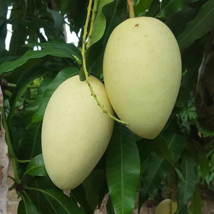 Best Selling Sweet Dried Mango in bulk | Snack Dried Sweet Fruit Asian|  Ms. Esther (WhatsApp: +84 963590549)