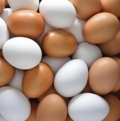 ROSS 308 Hatching eggs (Broiler) excellent hatchability rate