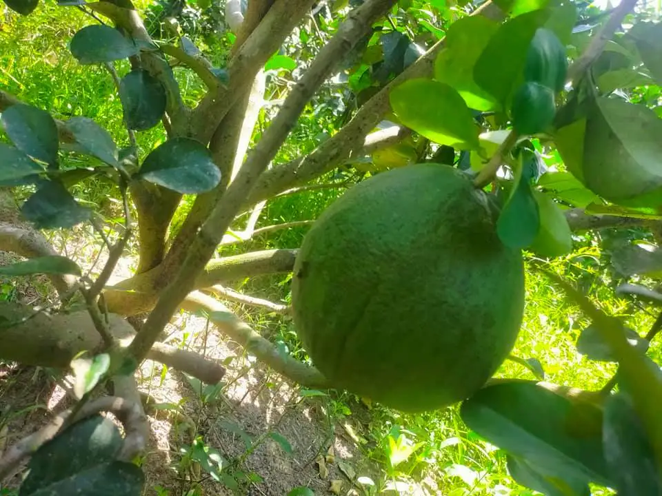 Citrus Fruit Type 100% Maturity High Quality Fresh Grapefruit From Vietnam