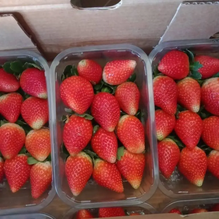Оптовая продажа хит продаж Вкусная