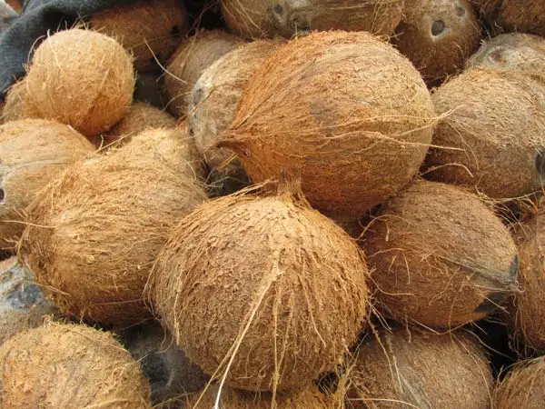 High Quality Fresh Mature Coconut From Vietnam With Competitive Price