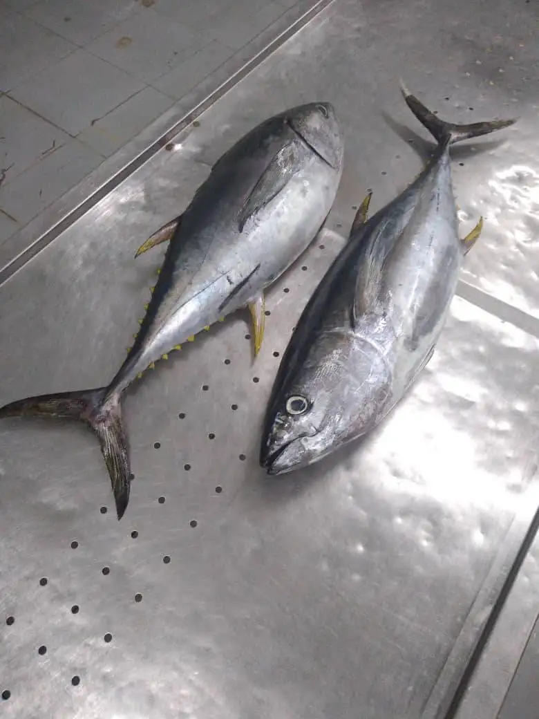 Замороженный тунец-Бонито птиц из дикой природы