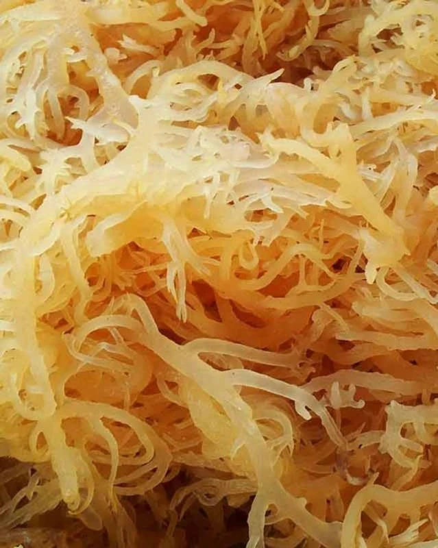 Сушеный мох Euchema Cottonii низкая цена мисс Мэй (+ 84