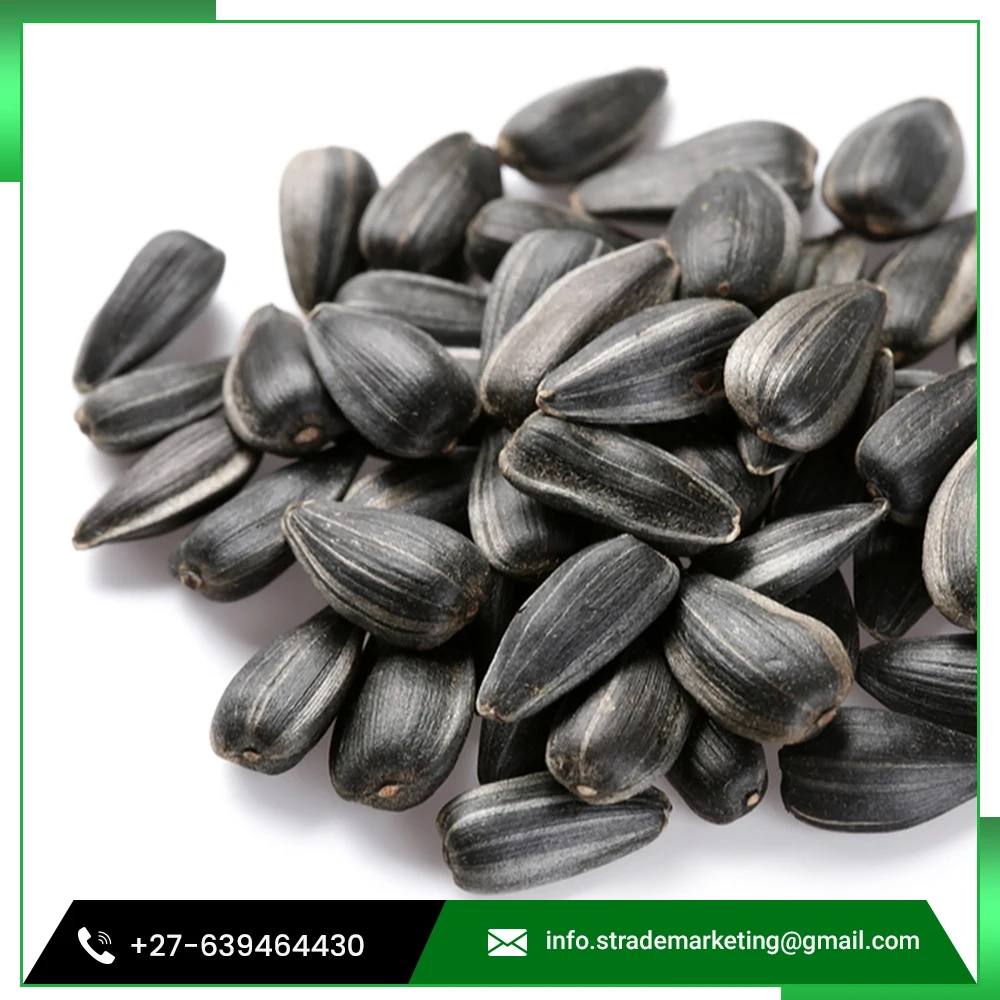 
South African Peeled Sunflower Seeds for Sale 