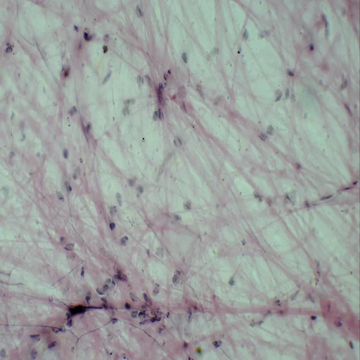 Histology Prepared Microscope Slides 100pcs Biological Animal Human Specimen Transparent Prepared Slides