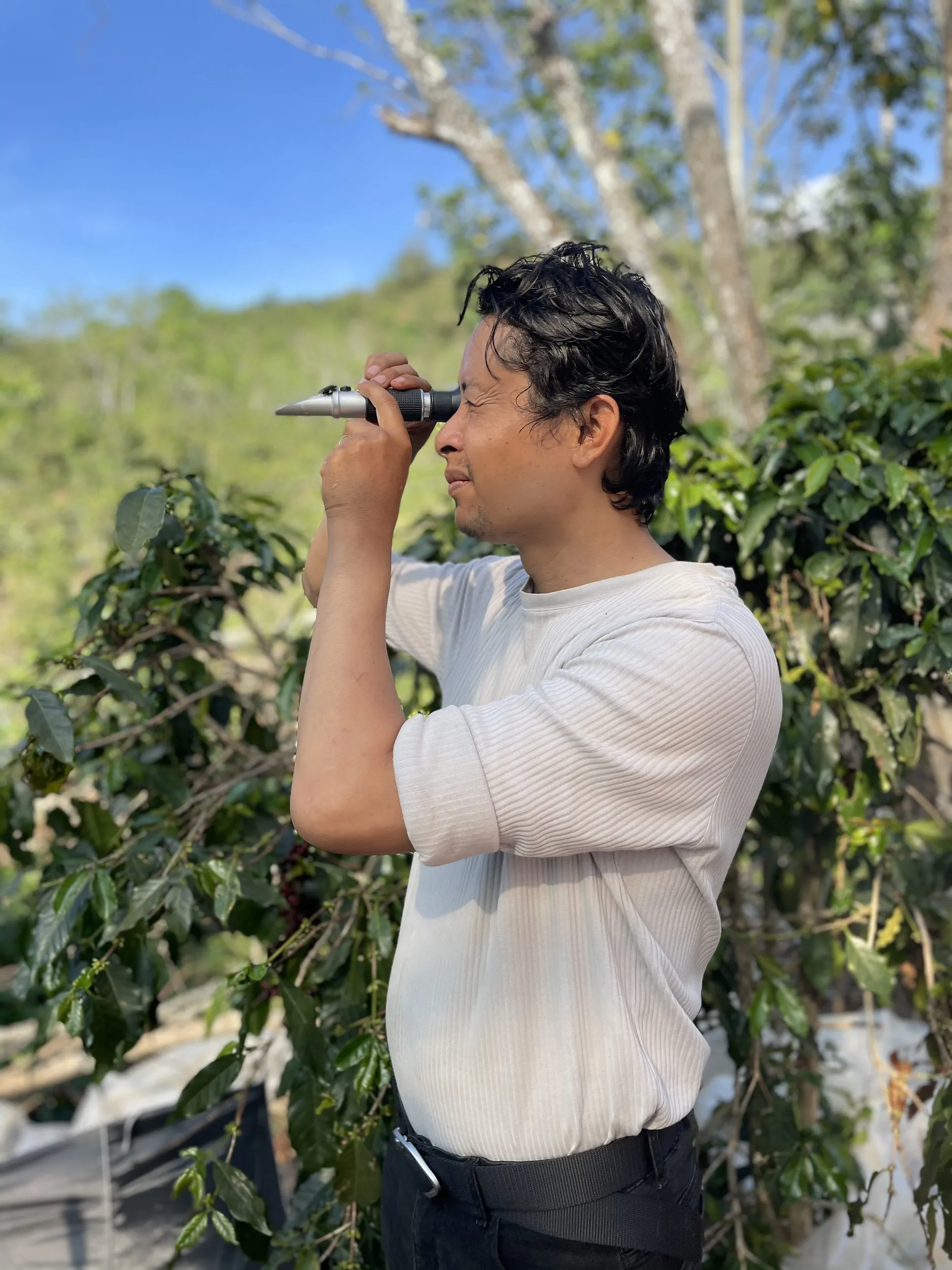 Arabica Green Coffee Beans High Quality Catimor Arabica Green Coffee Beans Fully-Washed Processing S16/18  from Vietnam