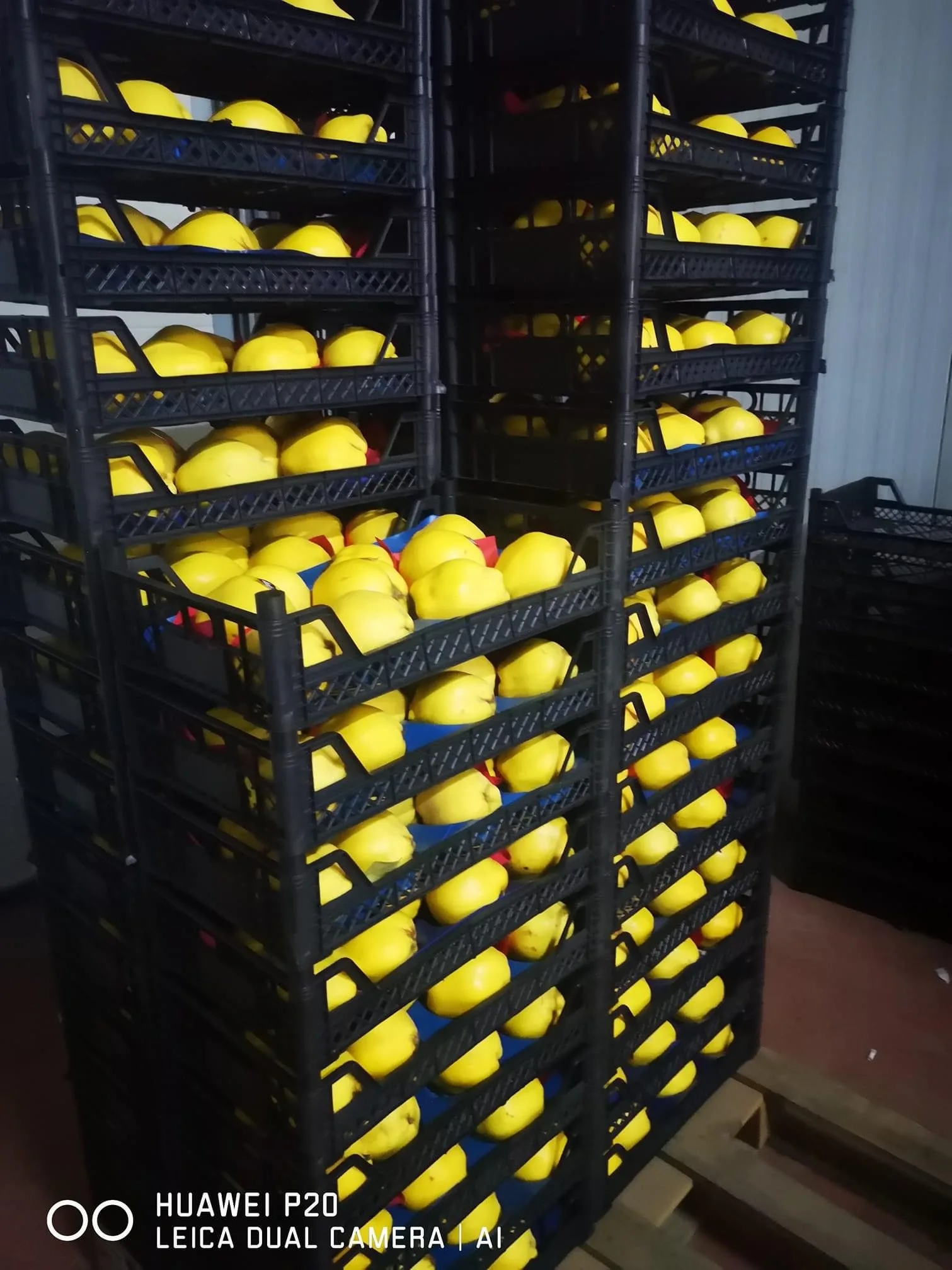  Quince свежий органический оригинальный