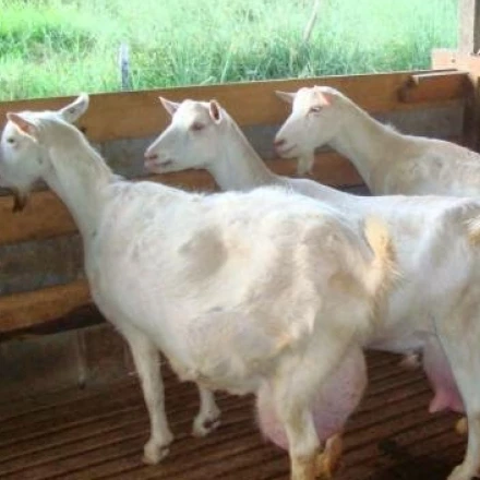 
Saanen Breed Live Goats 