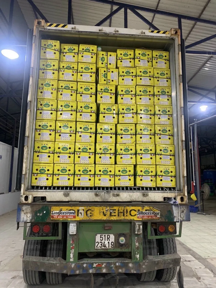 VIETNAM DRAGON FRUITS GREAT APPEARANCE FOR TRADERS WHATSAPP WECHAT VIBER 0084326572671