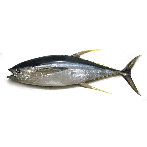 
Cheap Price Fresh Fish Frozen Yellow Fin Tuna 