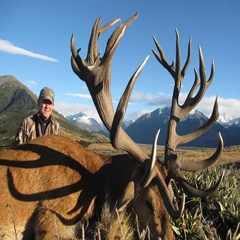 Красная оленьих рогов (благородный)