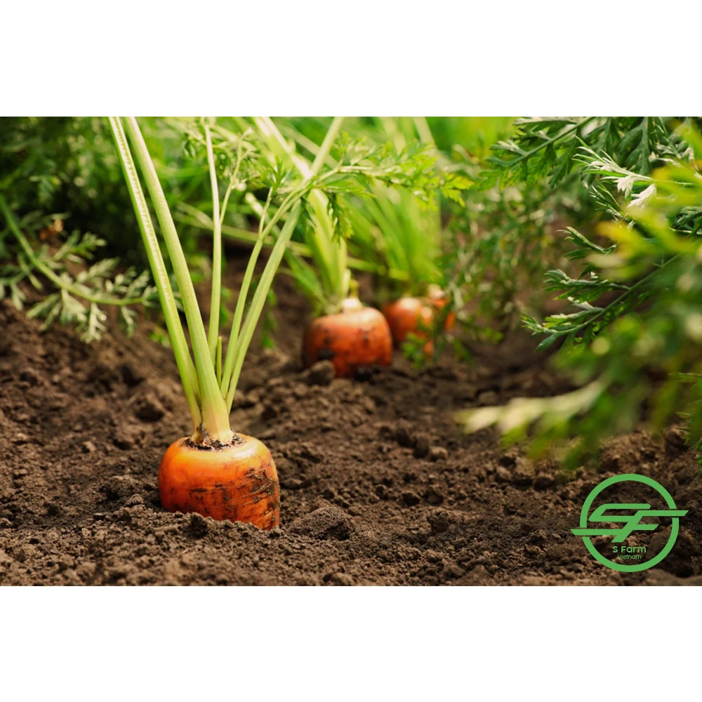 New crop fresh organic vegetables wholesale fresh carrots bulk export price