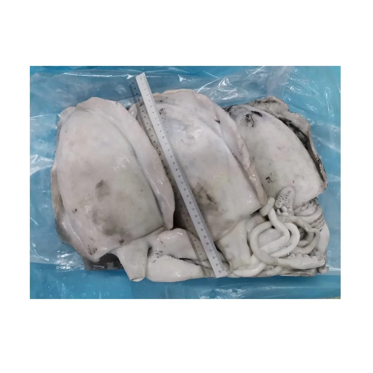 Special 9KG/CTN Weight Frozen Whole Round Cuttlefish For Sale With Best Price From Malaysia