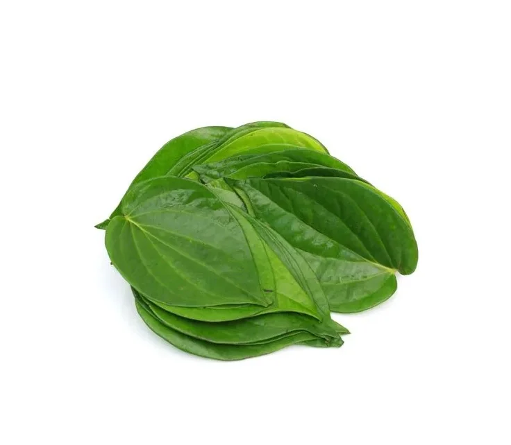 Indian Betel Leaves wholesale high quality indian exporters bulk fresh best price good quality vegetables fresh
