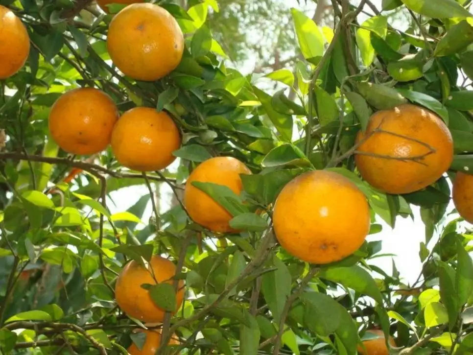 Best Quality Wholesale Fresh Sai Nam Phueng Orange Fruit from