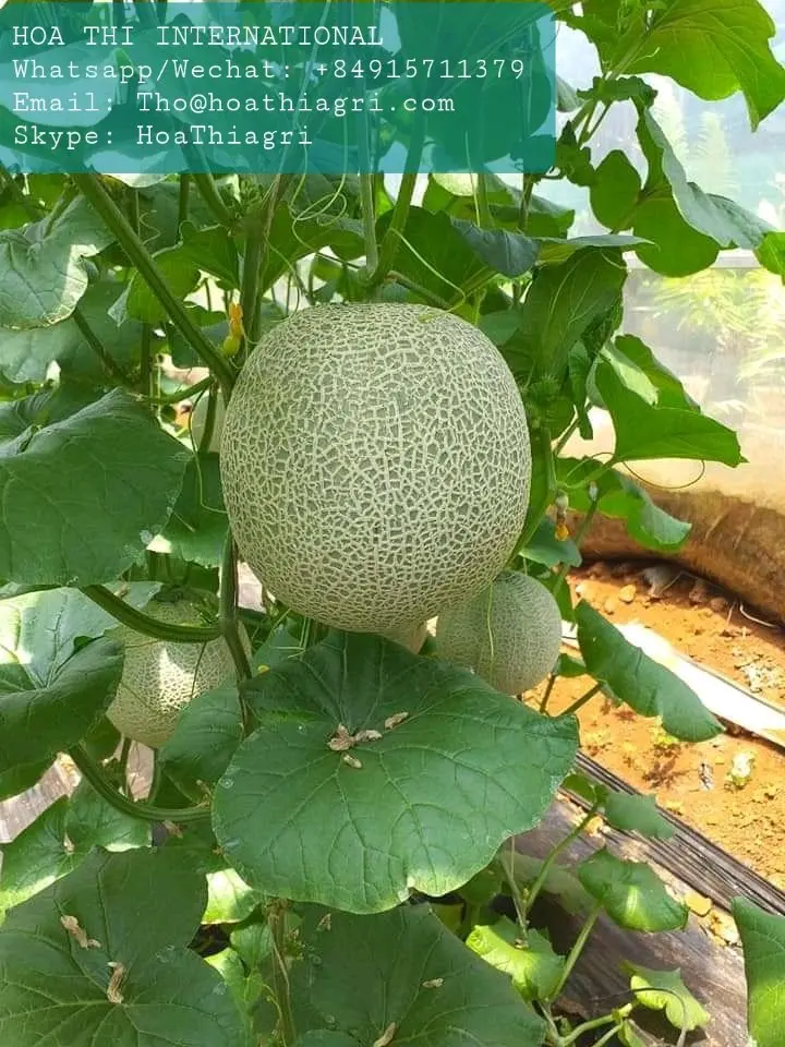 Органическое культивирование, 100% натуральная свежая Мускусная Дыня премиум-класса, размер 1,0-2,0 кг, высокое качество, Лучшая цена