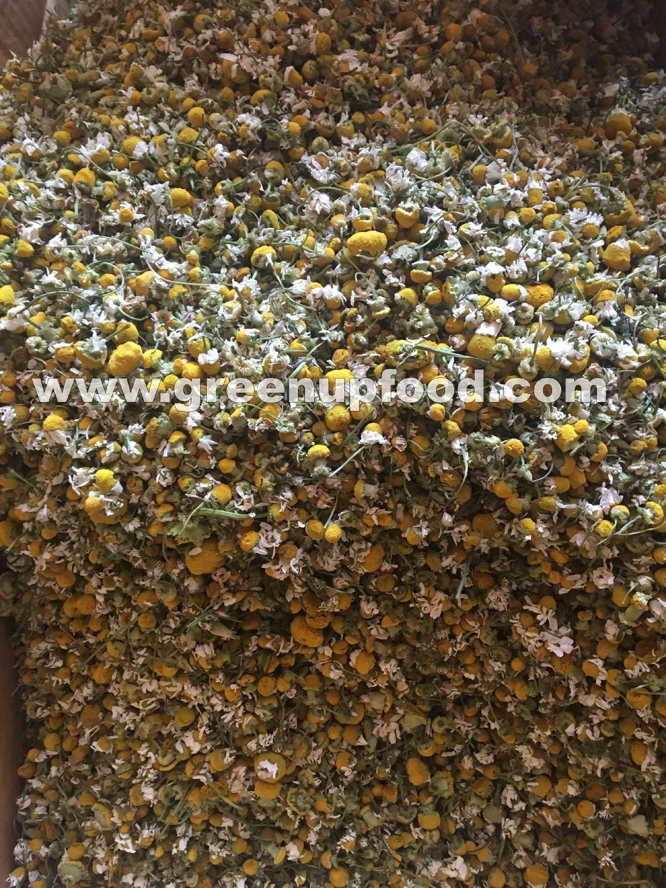 Ромашка, Цельные цветы, высокое качество, без стебля, без порошка, подходит для чая, и мы контролируем размер цветка, свежий урожай manzanilla