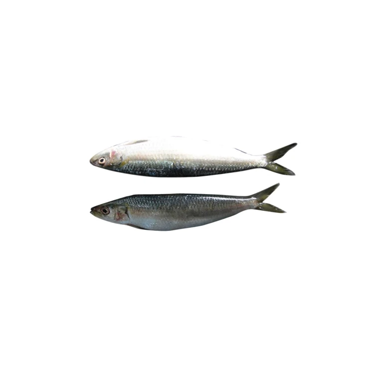 Sardine Wholesale Frozen Sardine for Canning Whole Round Price Frozen HGT Sardine